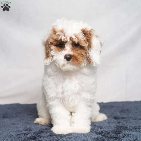 Harley, Cavapoo Puppy